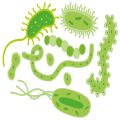 Desinfektion von Bakterien, Pilze und deren Sporen