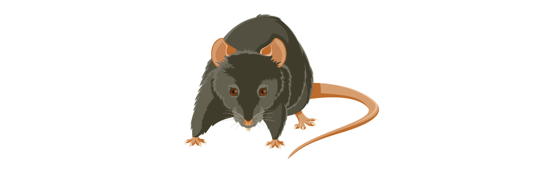 Wanderratte Ratte Ratten