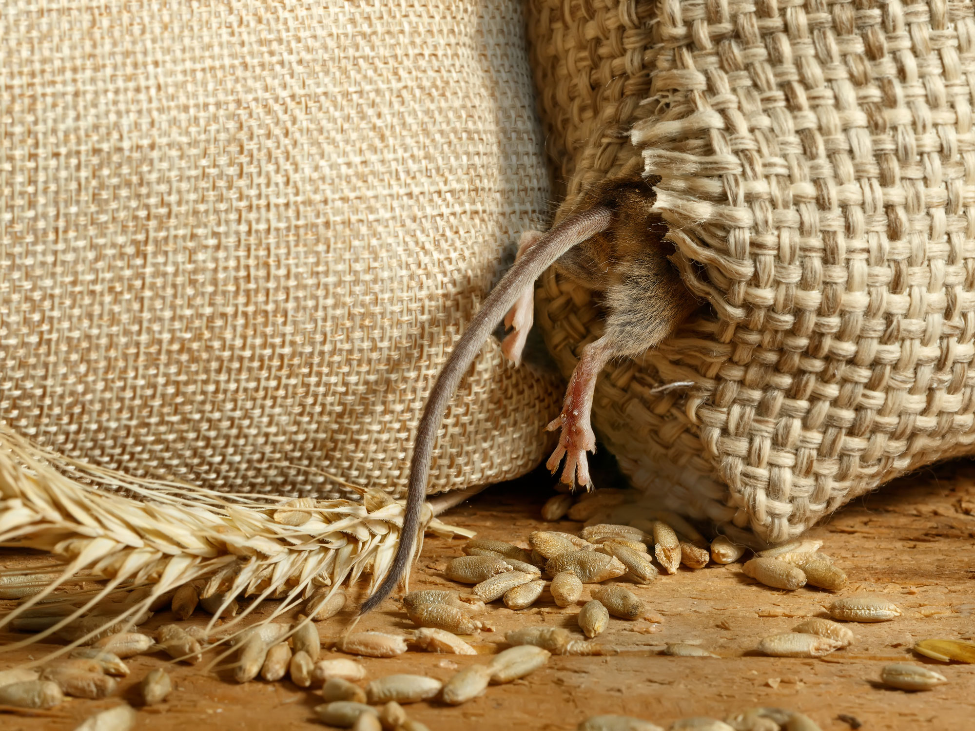 Schadlinge Und Lastlinge Bekampfen Ratten Mause Schaben Wespen